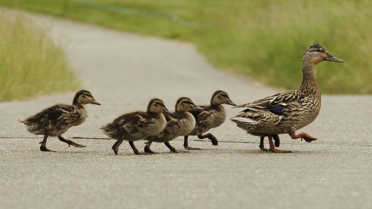 Duckling hit-and-run incident: Van Driver who mercilessly ran over family of ducks surrenders