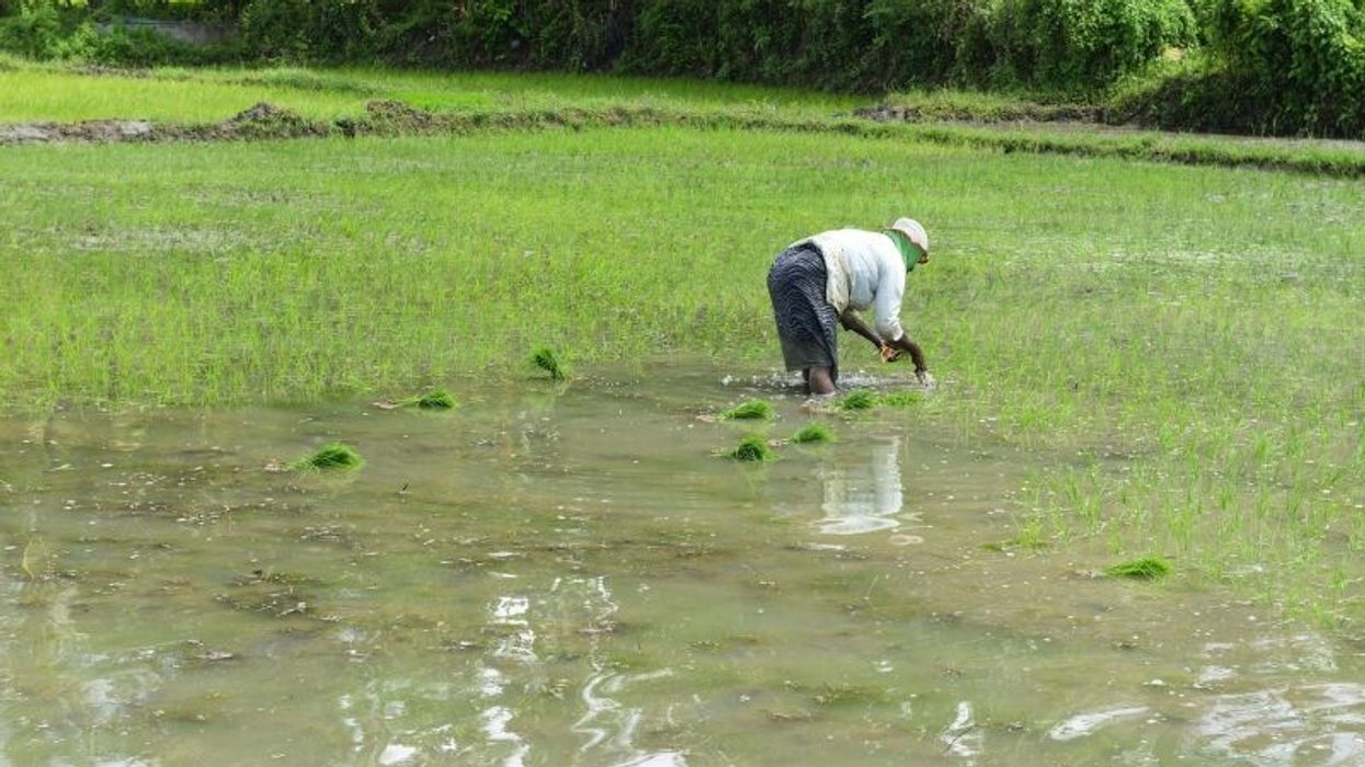 Sri Lanka appeals for farmers to plant more rice as food shortage looms