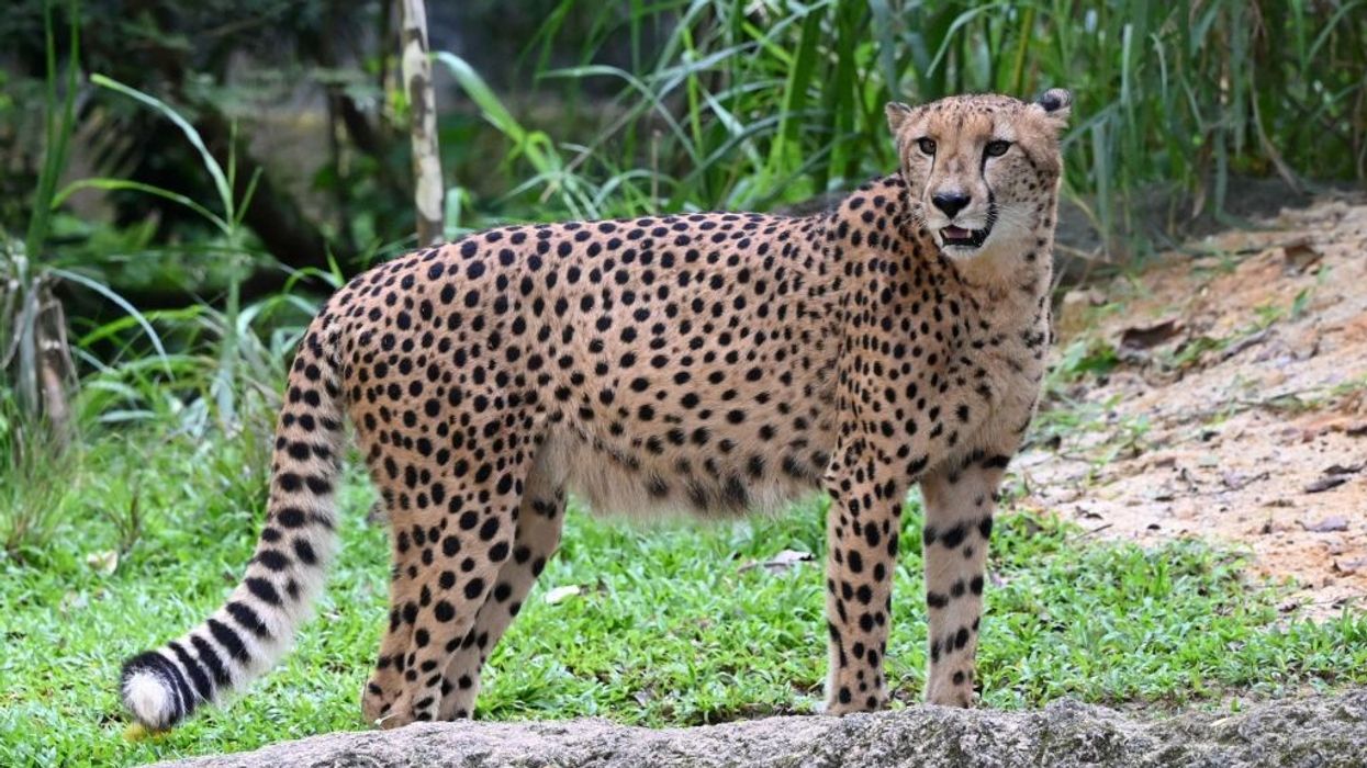 India set to reintroduce cheetah by August