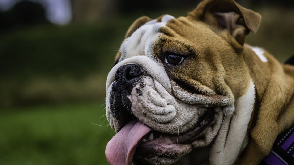 Breeding of English bulldogs with extreme features must end: Vets