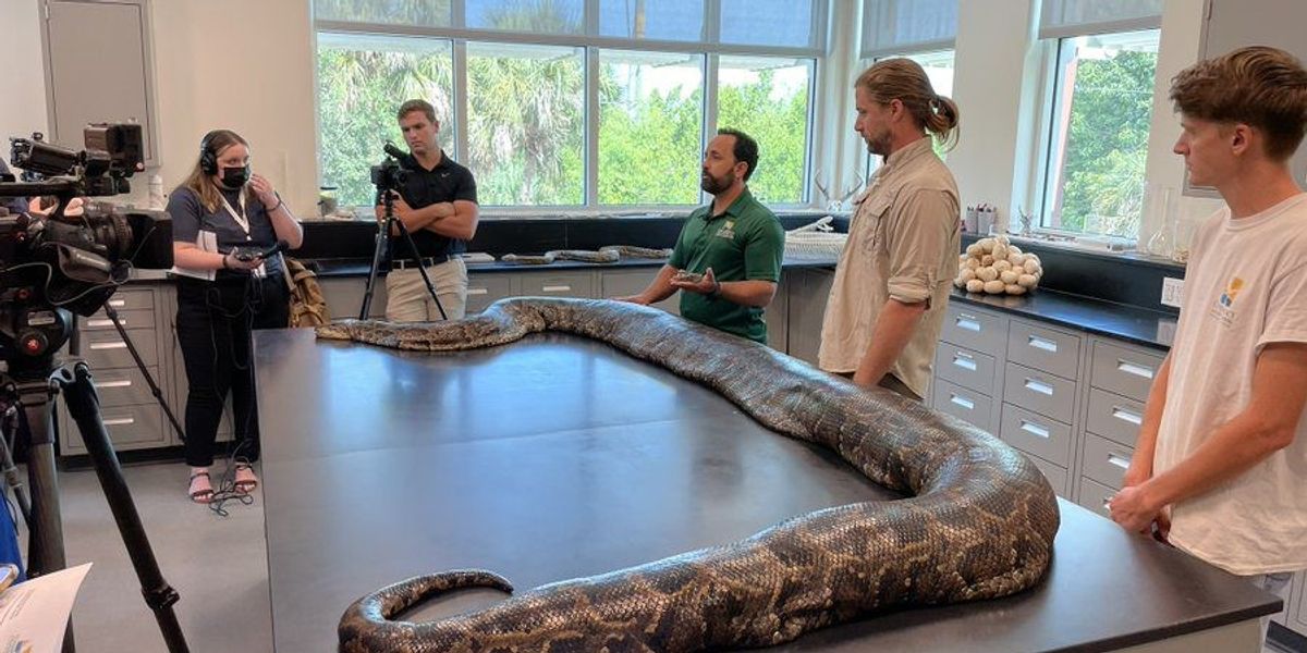 215 Lb Python 'Largest python ever' captured in US' Florida: It's 18 feet long ...
