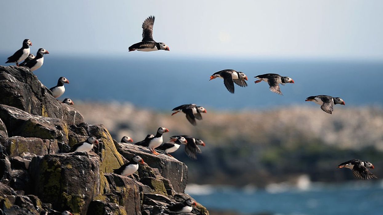 UK bird reserves closed after suspected avian flu outbreak