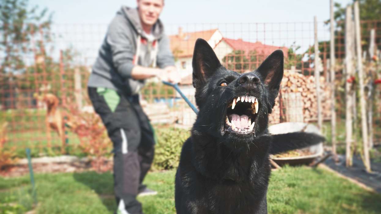 Postal workers in the UK suffered more than 1,600 dog attacks in the last year: Royal Mail