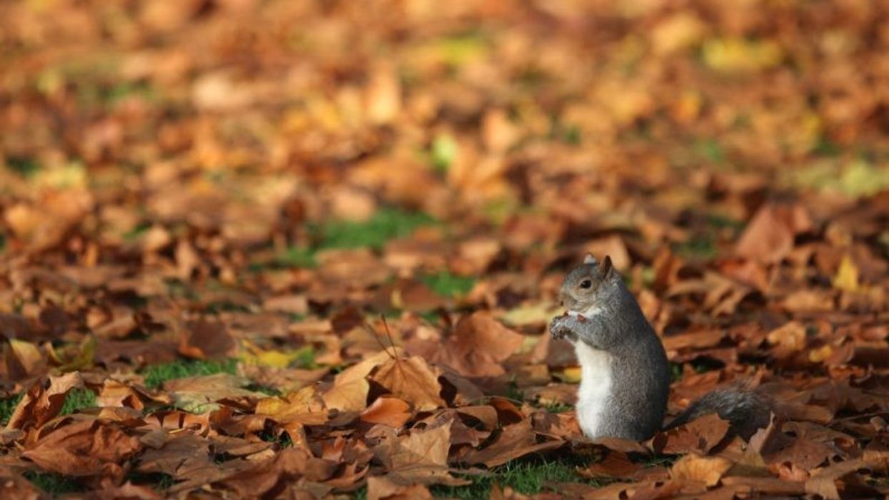 Tough nut to crack: UK mulls contraceptives for grey squirrels