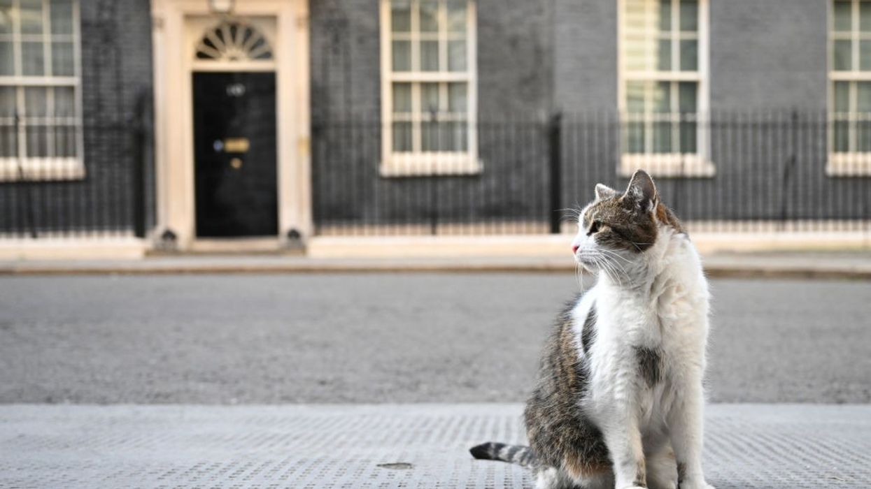 Downing Street cat Larry drawn into political fight for his residence