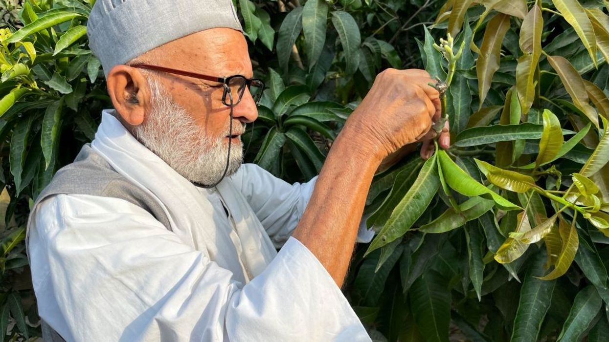 Meet India's mango man, father of 300 varieties