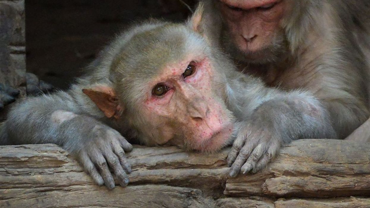 Marauding monkey caught, killed after injuring nearly 50 in Japan