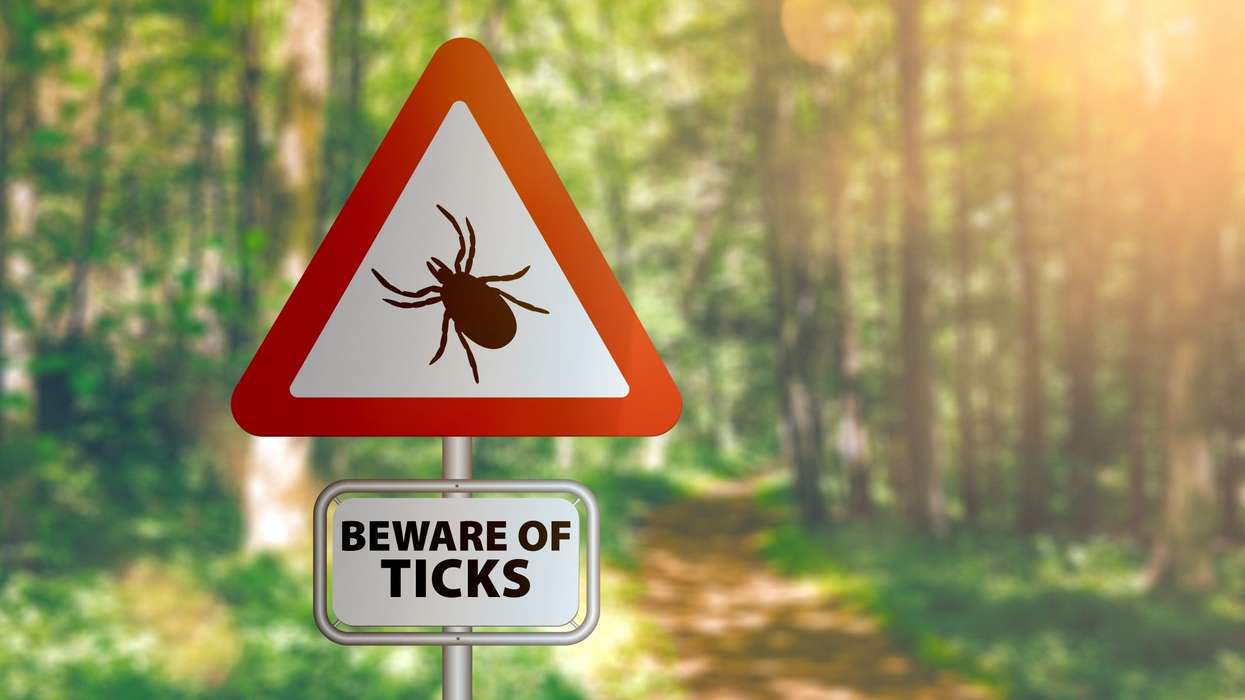 Lyme Disease: Everything you need to know about it