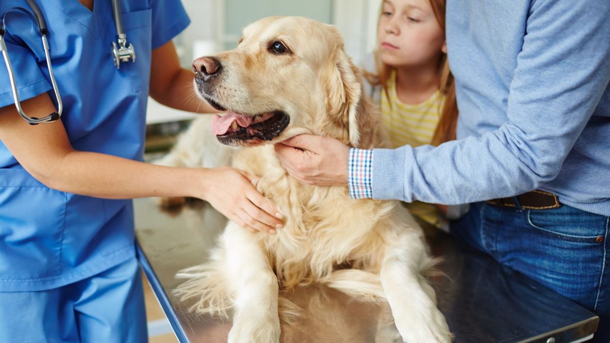 Are you at risk of getting parvovirus from your dog?