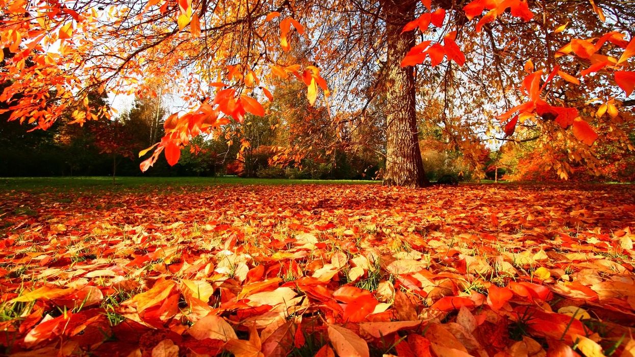 Heatwave triggers 'false autumn' in UK