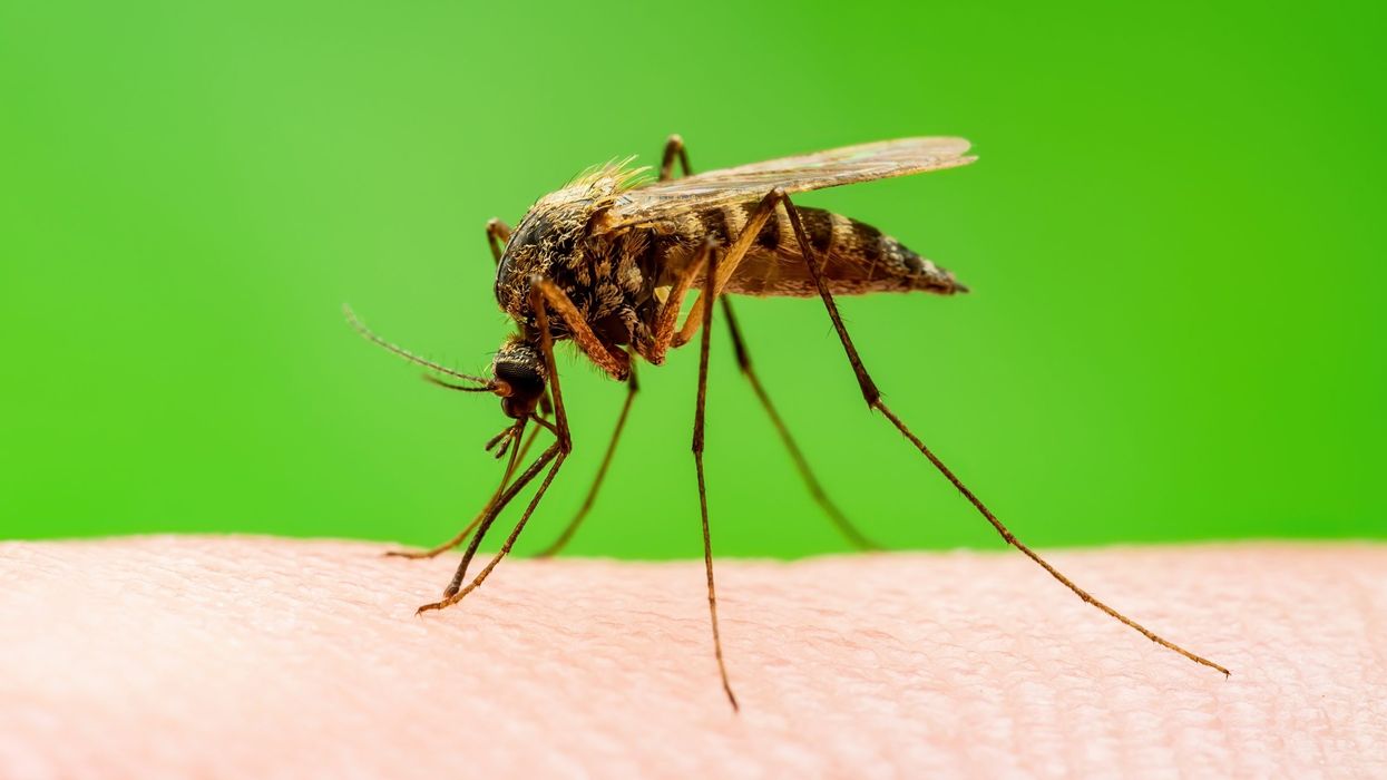 What is the West Nile virus, and should you be worried?