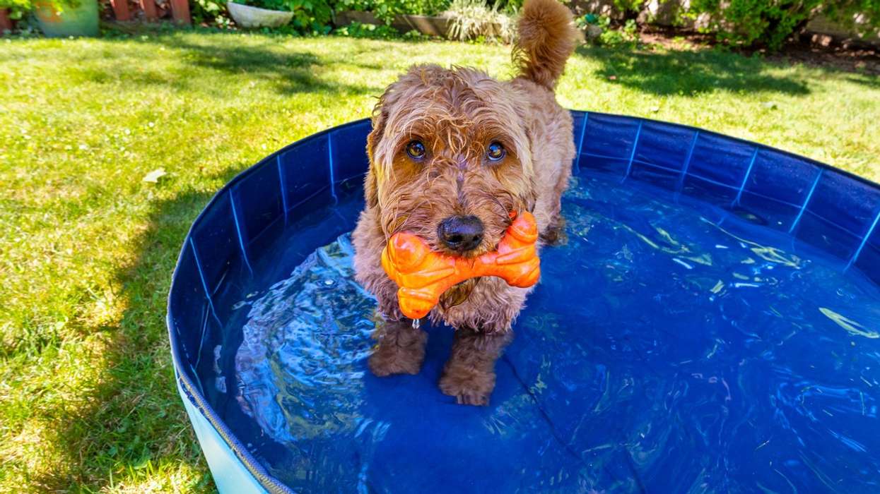 UK cost of living crisis sees surge in pet abandonments: Charity