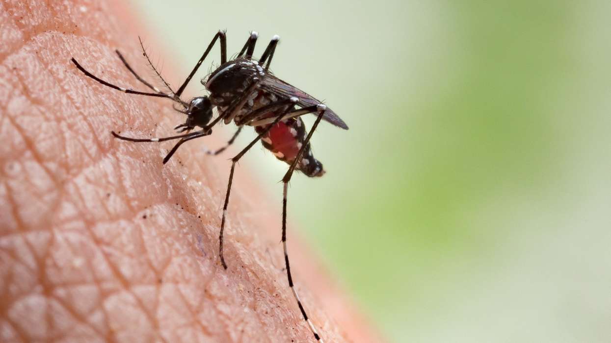 Scientists engineer mosquitoes that cannot transmit malaria
