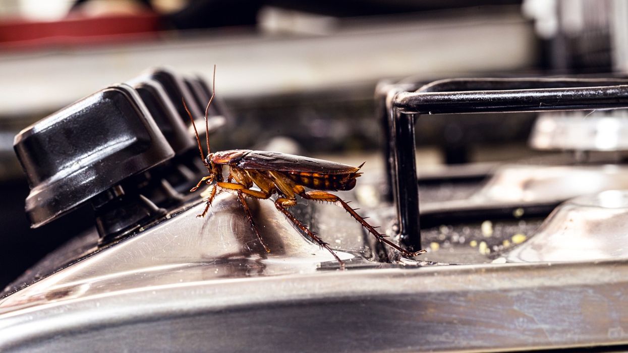 Cockroach alert! Dixy Chicken restaurant in Edgbaston fined £3,000 for hygiene issues