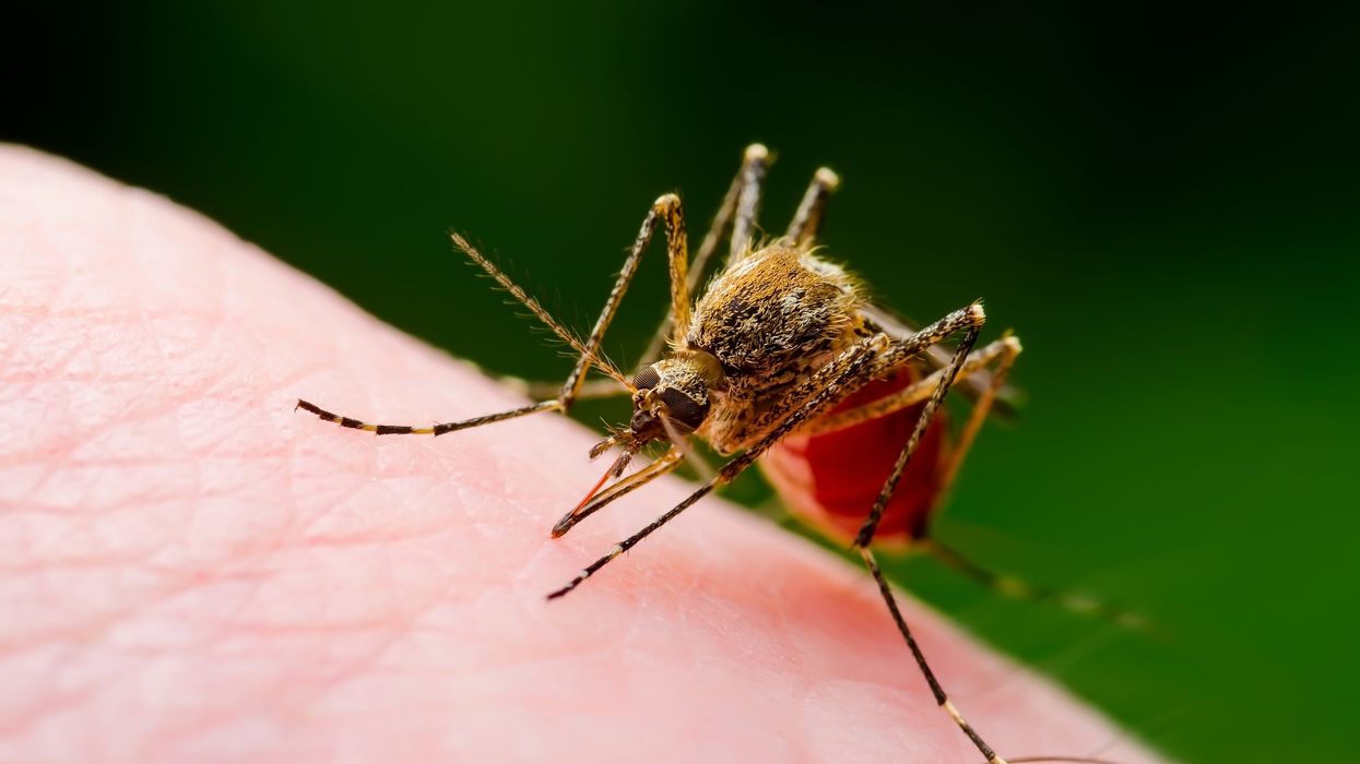 Some people really are Mosquito Magnets; scientists reveal the reason for it