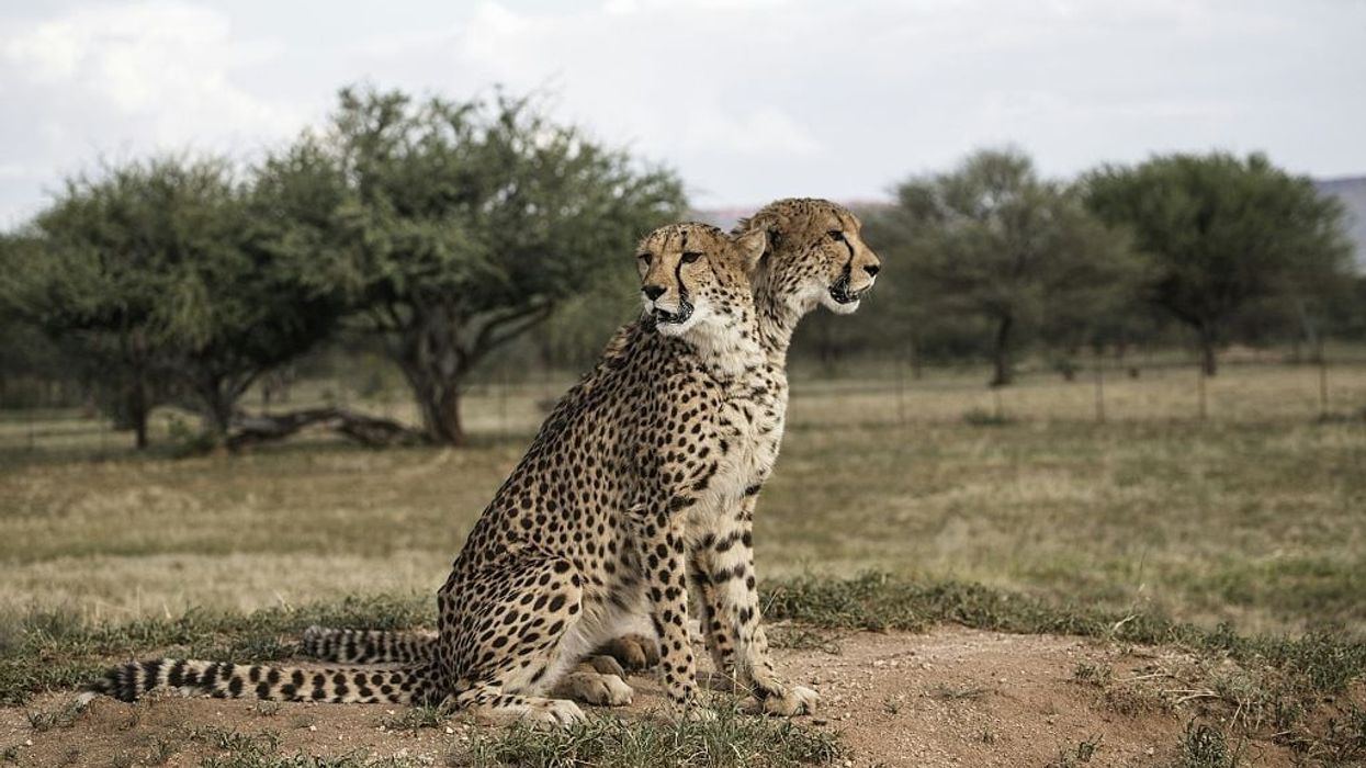 Cheetahs flown from Namibia kill first prey on Indian soil