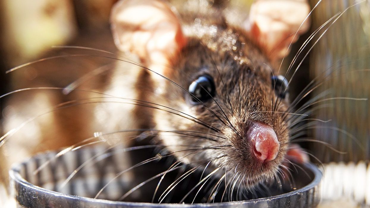 Rats ate over 1102 pounds of confiscated marijuana, says India police; court demands proof