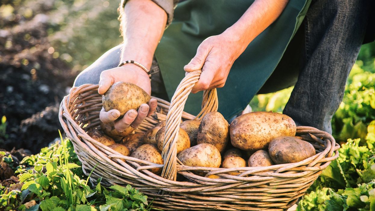 Potatoes can help you lose weight! Yes, you read it right