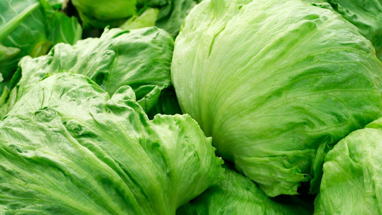 Over 250 fall sick in UK due to E. coli outbreak linked to lettuce - Here's how