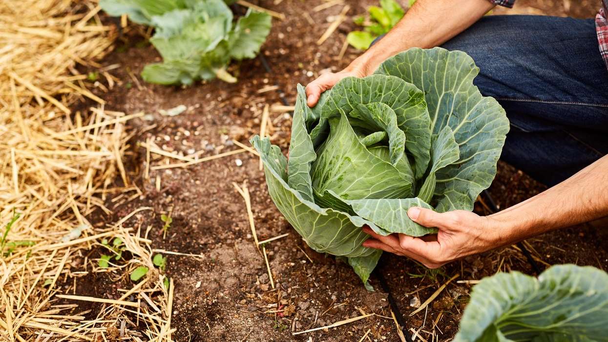 Impressive health benefits of cabbage, according to Nutritionists
