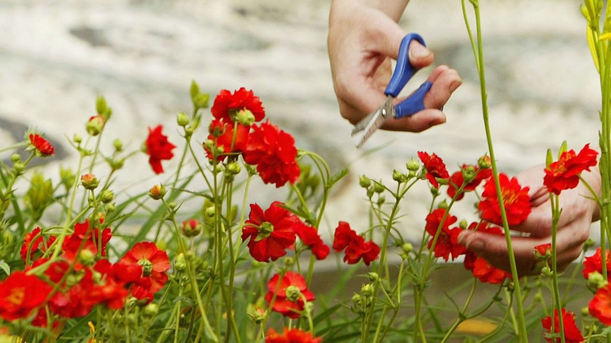 Gardening can help reduce cancer risk, boost mental health: Study