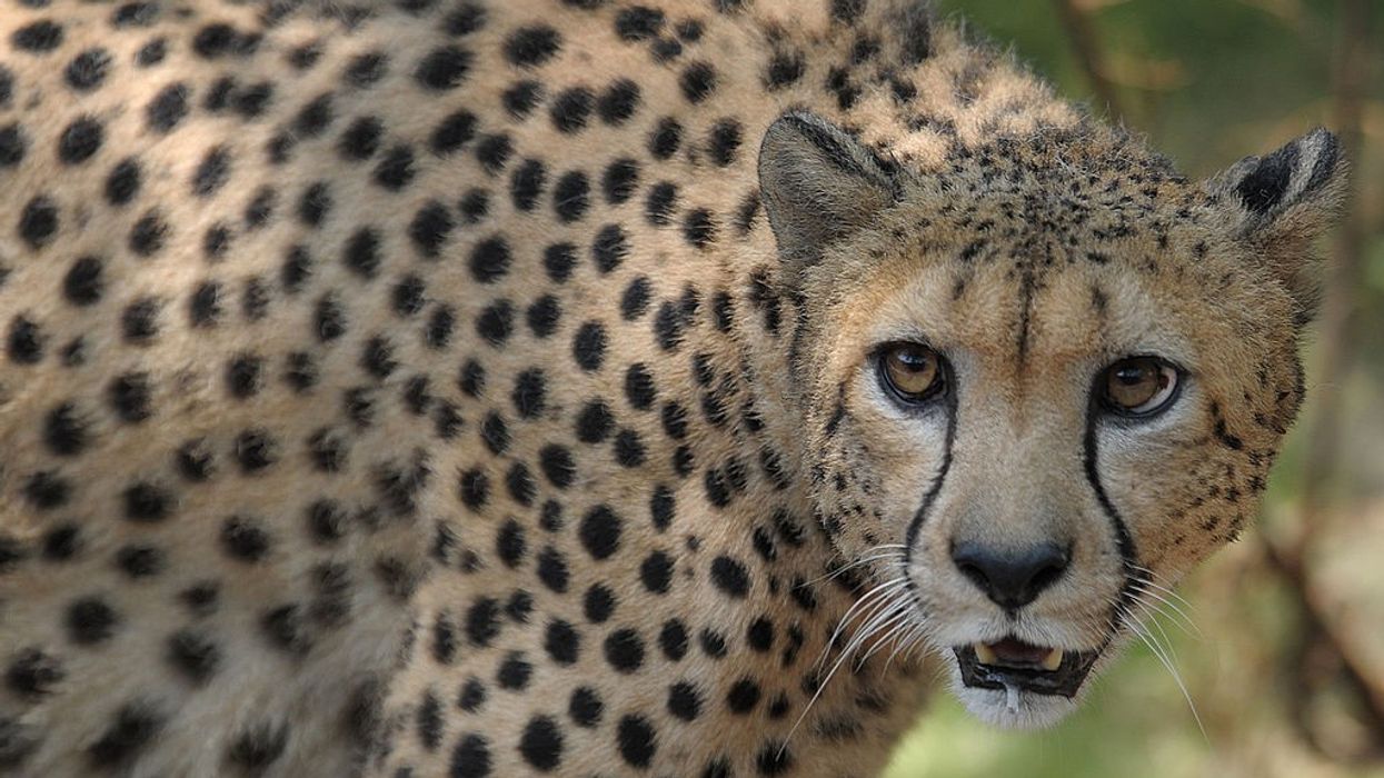 12 South African cheetahs to land in India on Saturday