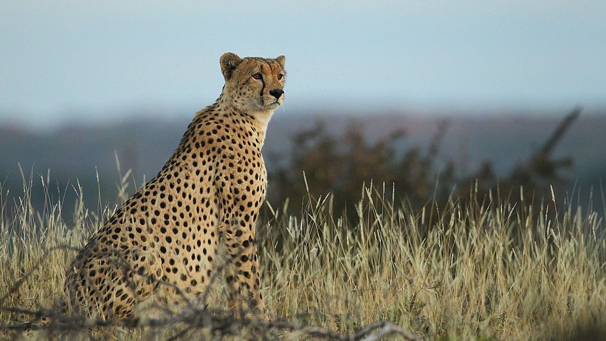 The relocation of cheetahs from S Africa to India comes 3 years after it was first mooted