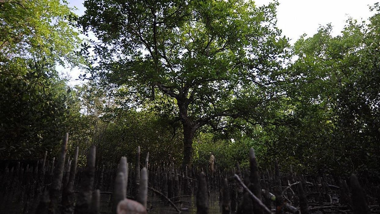 Bangladesh’s mangrove forests 'severely damaged' due to plastic rubbish