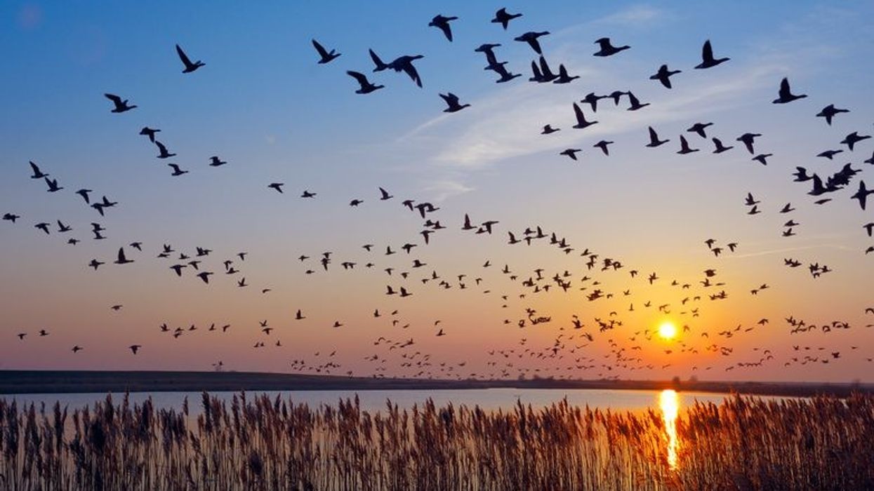 Kashmir witnesses record-breaking influx of migratory birds this winter