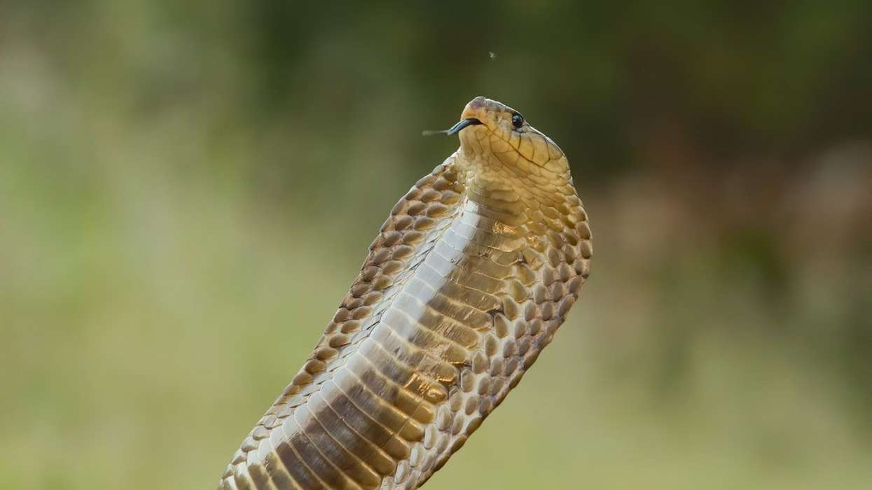‘Absolute hero’: South African pilot safely lands plane after cobra shows up in cockpit