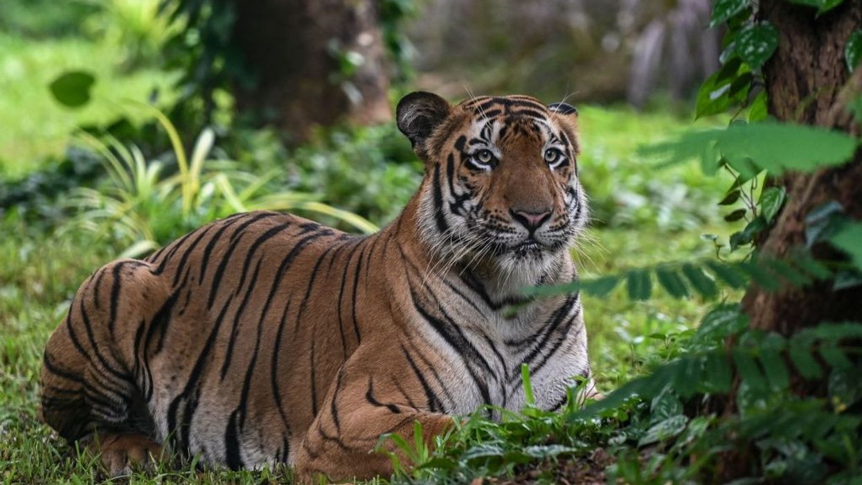 India's tiger population rises above 3,000