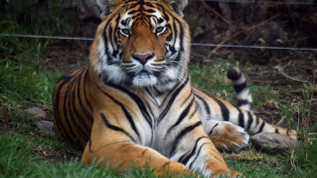Project Tiger: India's big cat population doubles in 16 years