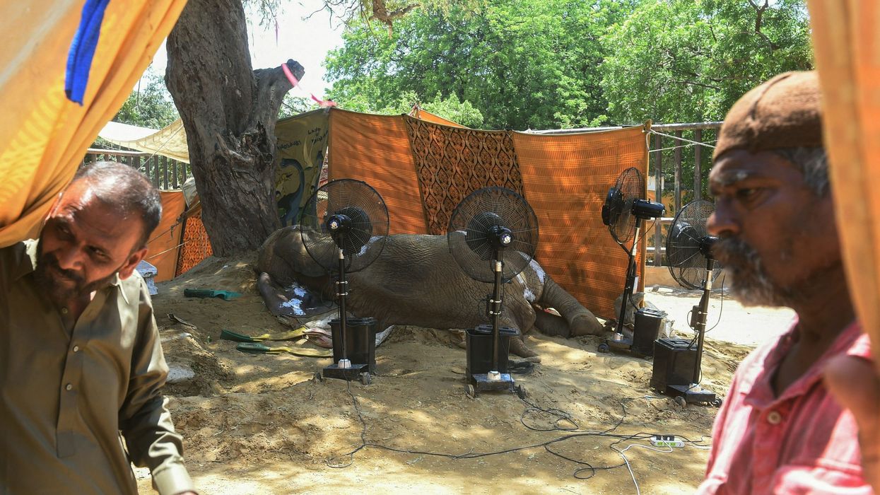 Ailing elephant at Karachi Zoo dies despite best efforts by international vets