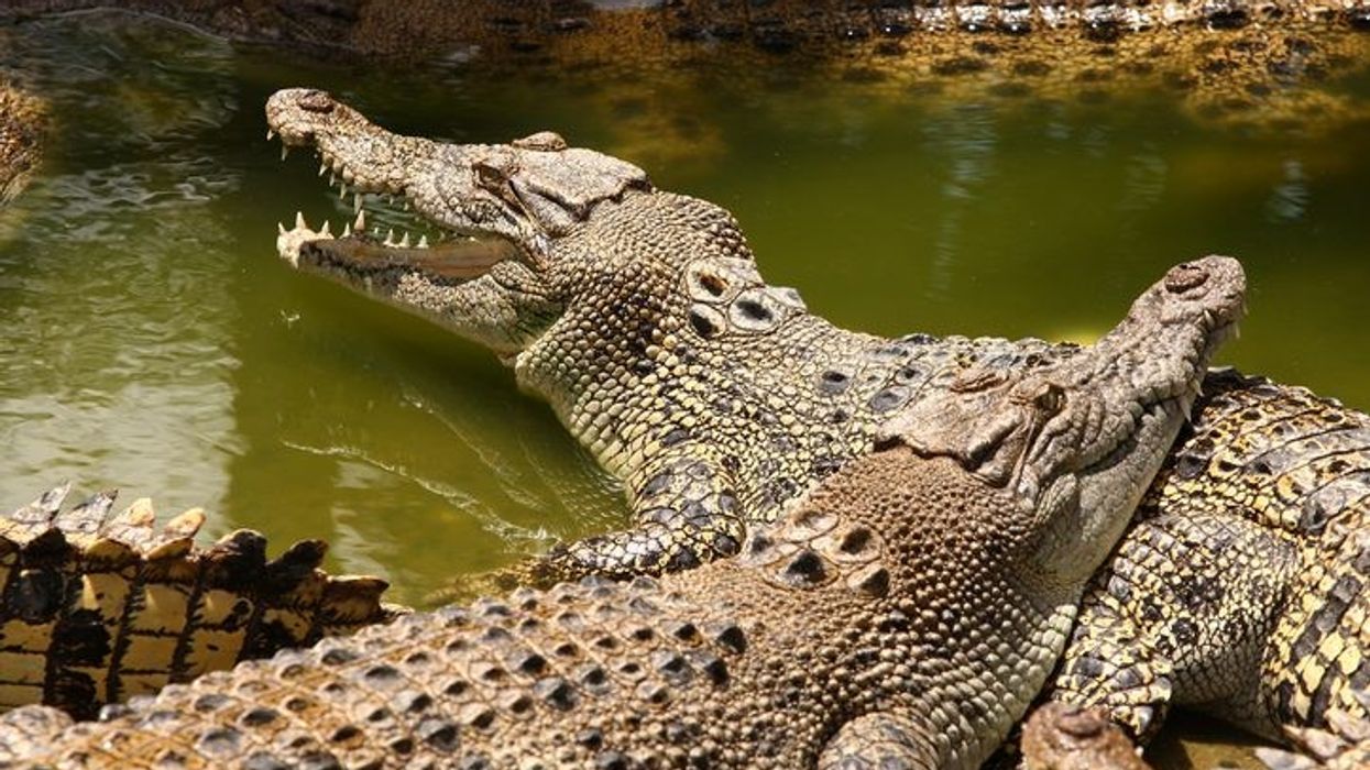 Missing Australian man's remains found in two crocodiles