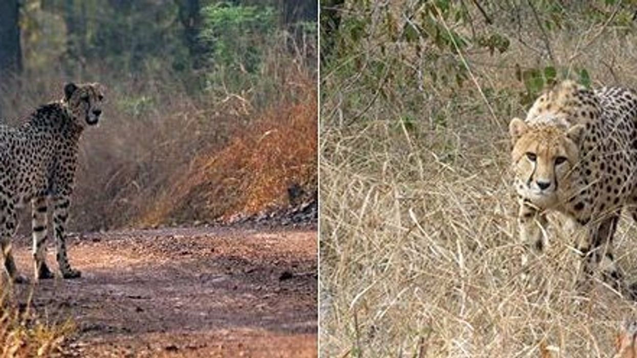 Lions could be introduced in India's Kuno Park once cheetahs stabilise