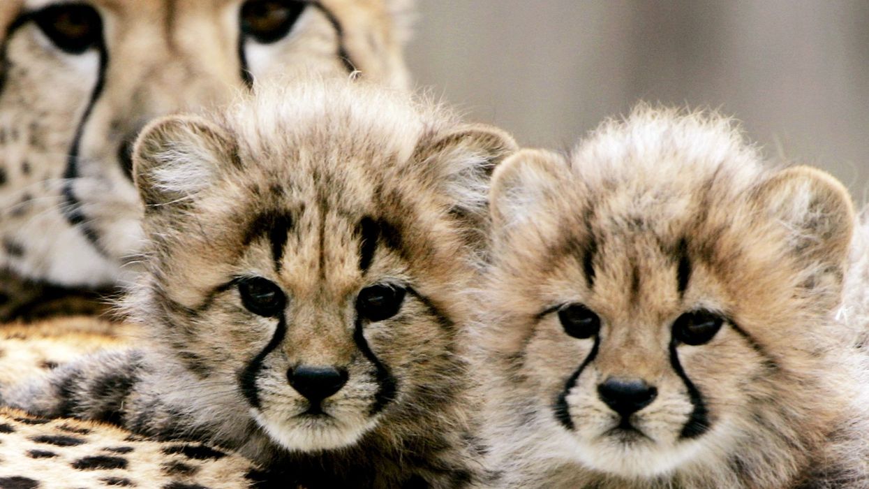 Two more cheetah cubs die at Kuno Park in India