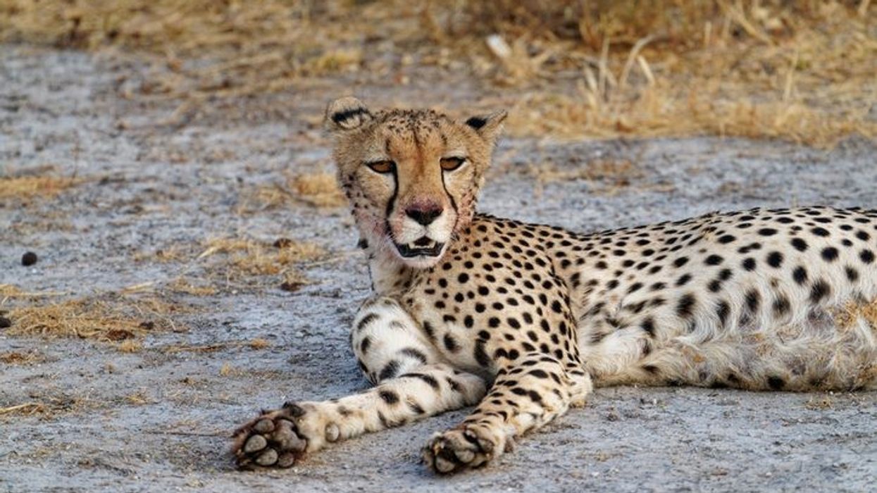 One more cheetah released into wild in India's Kuno National Park