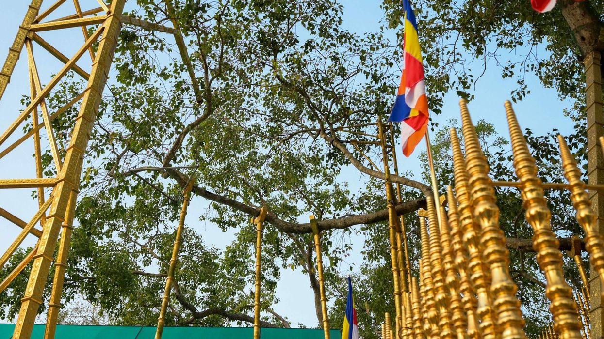 Rumours and false claims surround Sri Lanka's holiest tree