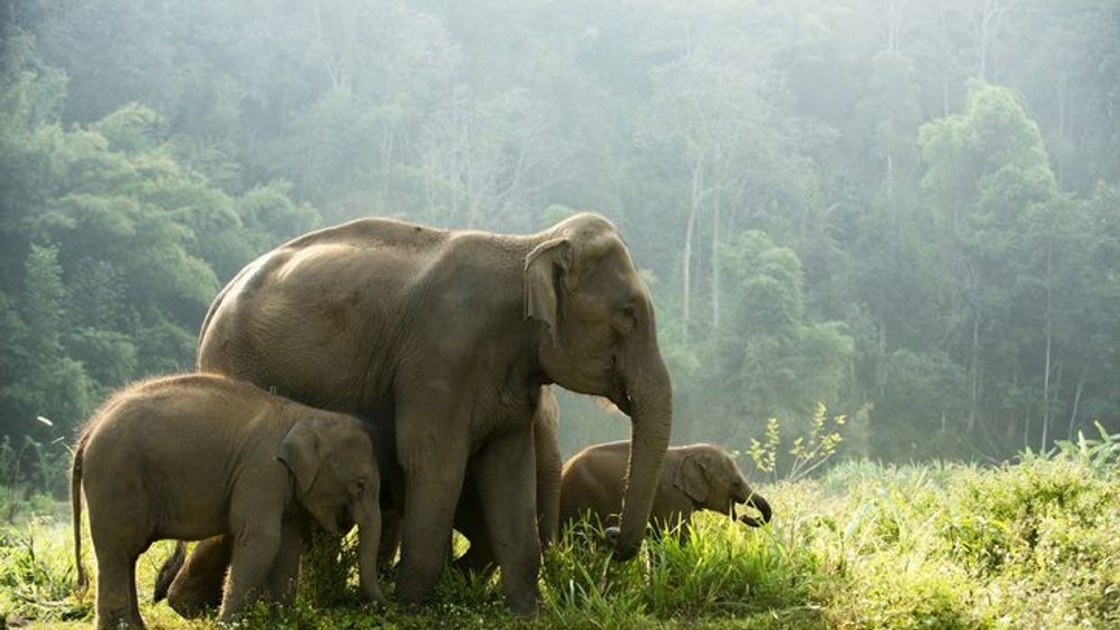 Renowned elephant conservationist to speak at UK parliament on Asian elephant crisis