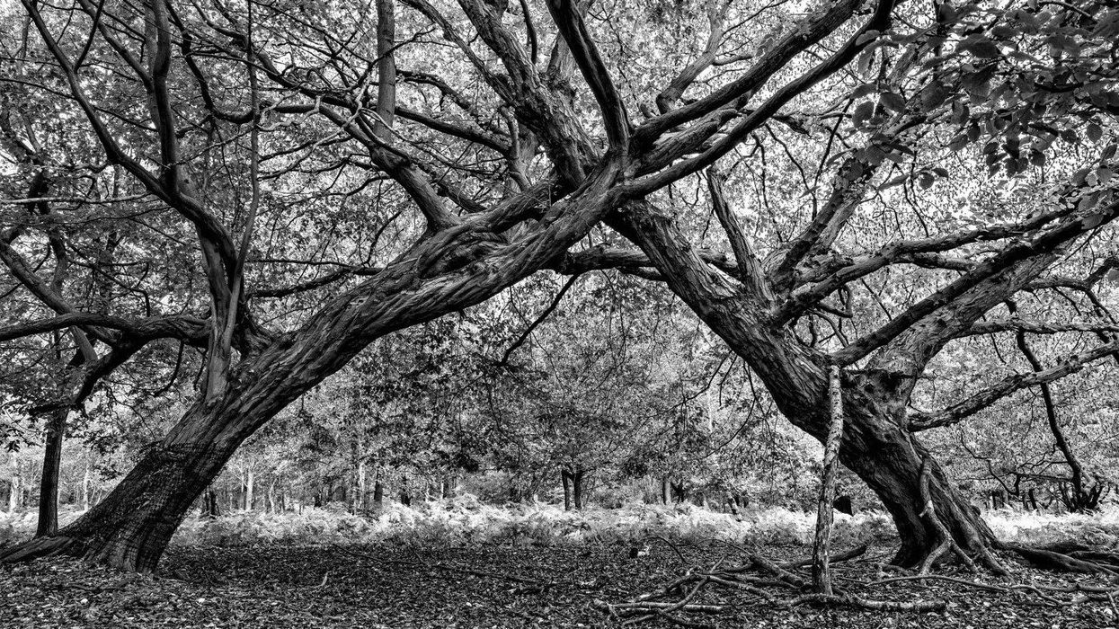 RHS brings botanical art and photography in all its beauty to Chelsea