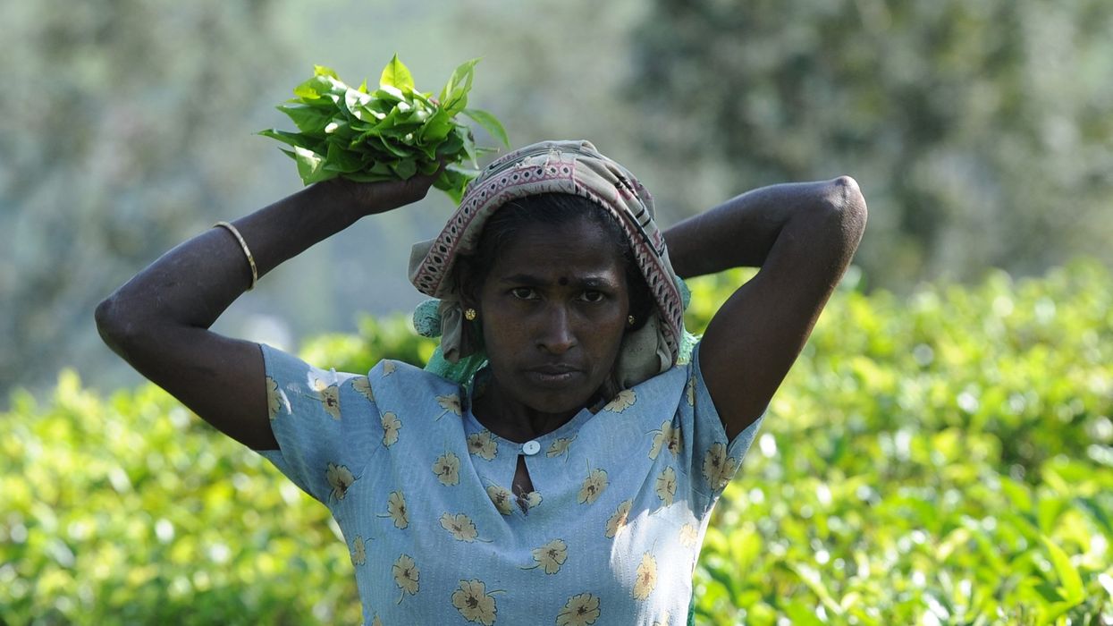 Sri Lanka to start tea-for-oil barter with Iran