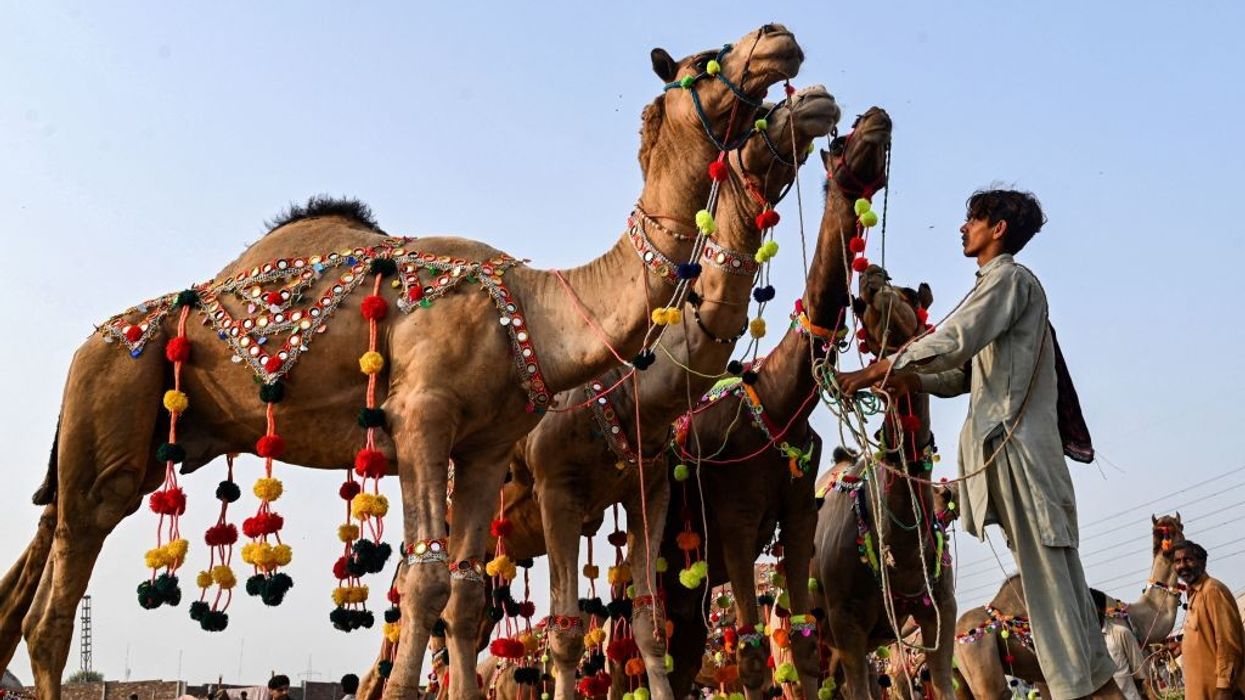 Fewer buyers for Eid camels in Pakistan as inflation bites