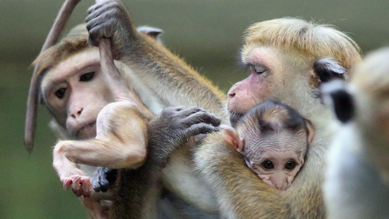 Sri Lanka scraps plans to export endangered monkeys to China