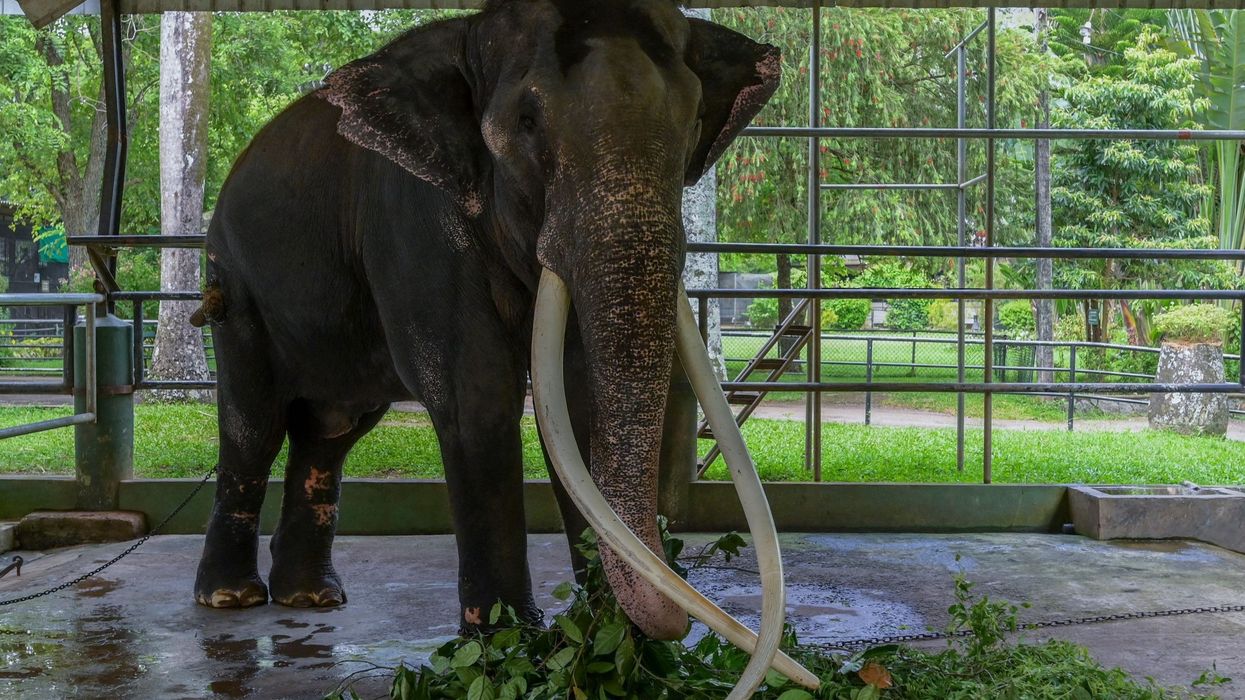 Elephant 'gifted' to Sri Lanka back in Thailand after row