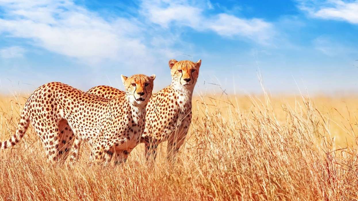 Cheetah population in India’s Kuno National Park reaches 12