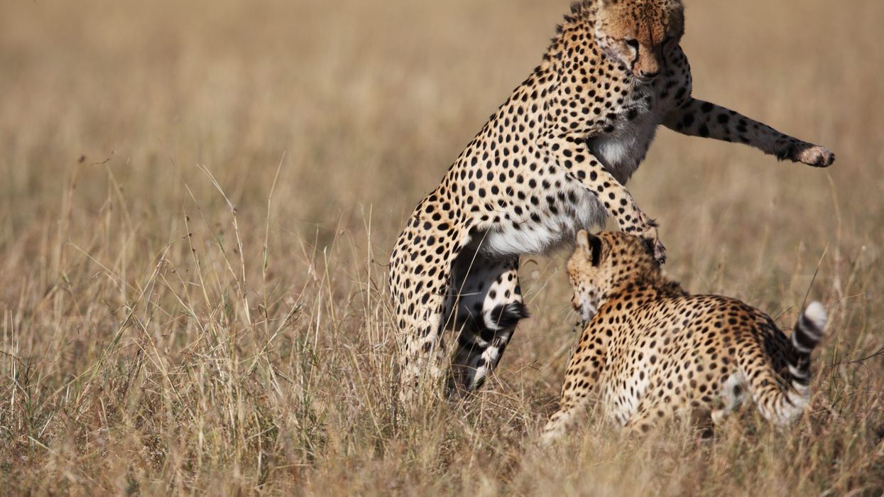 Cheetah deaths in India's Kuno Park spark concerns about their handling