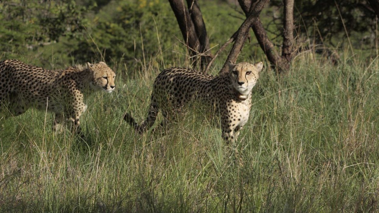 Cheetah deaths in India's Kuno park due to blood poisoning from radio collars