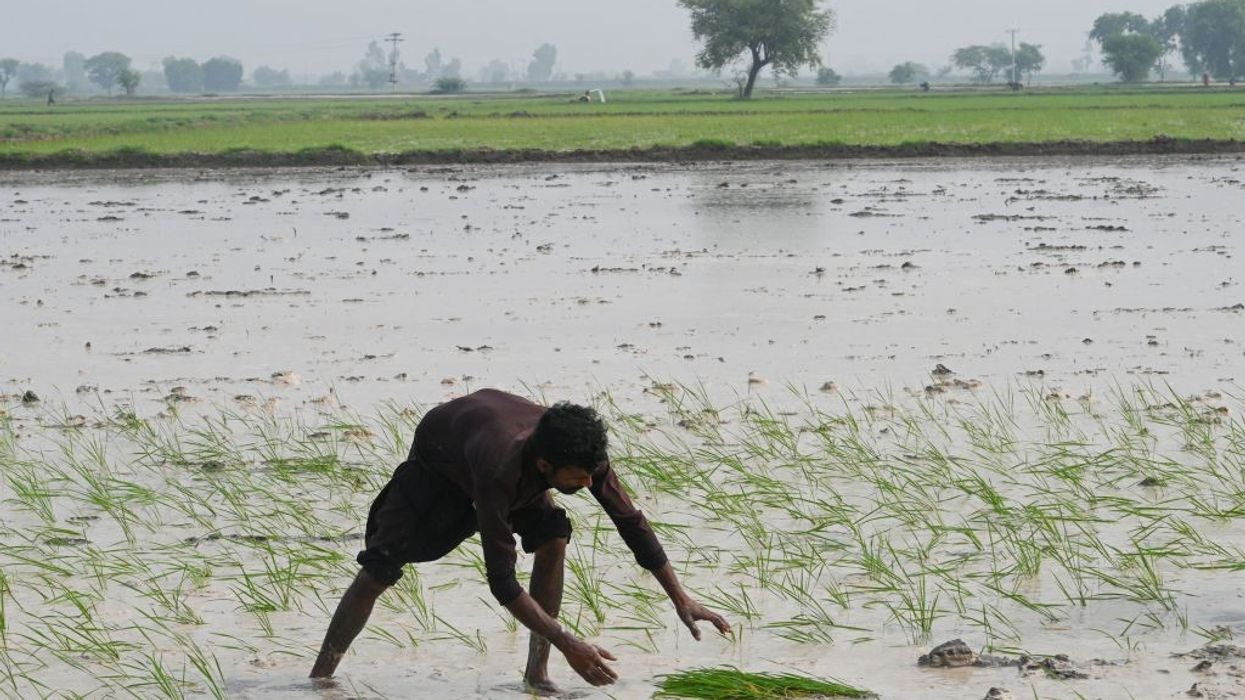 India imposes major rice export ban