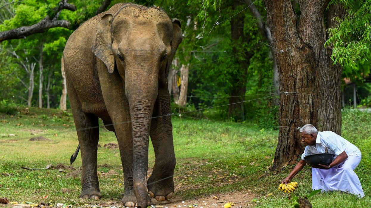 Sri Lanka to boost anti-elephant electric fencing efforts