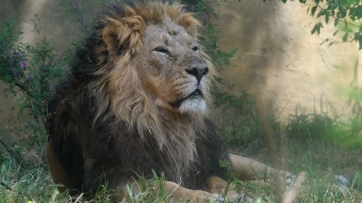 British zoos lead efforts to save Asian wildlife